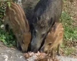 BRANCO DI CINGHIALI TRA LE CASE A MONTESILVANO: AGGREDITO CANE