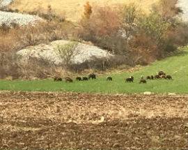 SANTO STEFANO: LENTICCHIE A RISCHIO, CINGHIALI DEVASTANO CAMPI