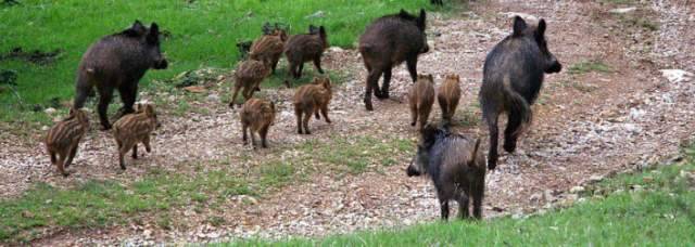 CINGHIALI: DA PROBLEMA A ”RISORSA”, IN ABRUZZO LANCIO FILIERA DELLA SELVAGGINA