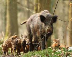 FOSSACESIA: EMERGENZA CINGHIALI, ”IMMEDIATO INTERVENTO DELLA REGIONE”