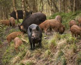 INVASIONE CINGHIALI: LE PROPOSTE DEI SINDACI DEL SANGRO-AVENTINO AL GOVERNO