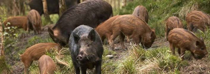 AGRICOLTURA: CIA, ”CAMPI DEVASTATI DAI CINGHIALI E’ EMERGENZA”