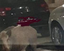 ORTONA: CINGHIALI IN GIRO IL SABATO SERA AL QUARTIERE COSTANTINOPOLI