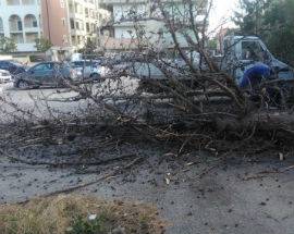 CIPRESSO CADUTO A PESCARA, SCATTA EMERGENZA ALBERI MALATI