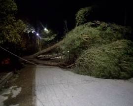 MALTEMPO: VENTO FORTE IN ABRUZZO, ALBERI CROLLATI E DISAGI, DECINE DI INTERVENTI