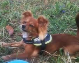 L’AQUILA: RITROVATA LA CAGNOLINA SCOMPARSA, ”GRAZIE A TUTTI PER L’AIUTO”