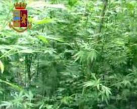 ‘NDRANGHETA: BLITZ ANTI-DROGA, OPERAZIONE POLIZIA ANCHE A CHIETI