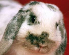 CONIGLIETTE IN CALENDARIO PER IL PRIMO CENTRO DI RIABILITAZIONE PER ANIMALI DA LABORATORIO