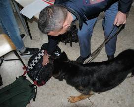 DROGA A SCUOLA NASCOSTA IN UN PANINO A VASTO, IL CANE ”NOX” LA SCOVA