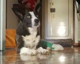 TERAMO: INVESTITO DUE MESI FA, IL CAGNOLINO CORGIE CHIEDE AIUTO