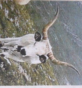 LA MUCCA DEI RECORD E’ AQUILANA, HA LE CORNA PIU’ LUNGHE AL MONDO