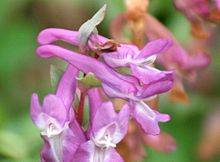 BOTANICA: RICERCATORI SCOPRONO NUOVA PIANTA DELL’APPENNINO