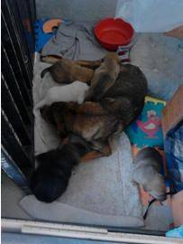 L’AQUILA: SETTE CUCCIOLI ABBANDONATI E RITROVATI ORA CERCANO CASA