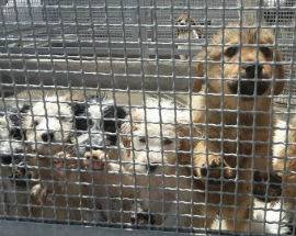 L’AQUILA: CANILE SANITARIO TRABOCCA DI CUCCIOLI, ”AIUTIAMOLI”