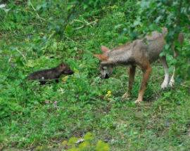 NEL PARCO NAZIONALE D’ABRUZZO NATI 4 CUCCIOLI DI LUPO IN AREA FAUNISTICA