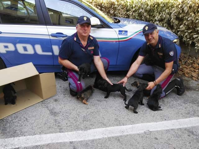 RACCORDO CHIETI PESCARA: STRADALE RECUPERA 7 CUCCIOLI ABBANDONATI