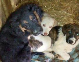 CUCCIOLI SALVATI DA UN INCIDENTE A MAGLIANO DEI MARSI CURATI ALL’AQUILA