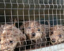 L’AQUILA: CUCCIOLI MALTRATTATI, INDIVIDUATO COLPEVOLE, ”DEVE PAGARE”