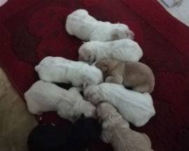 TRE CUCCIOLI TAGLIA PICCOLA, INCROCIO MALTESE/VOLPINO, CERCANO CASA