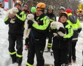 RIGOPIANO: TROVATI VIVI I TRE CUCCIOLI DI MAREMMANO NEL’ALBERGO