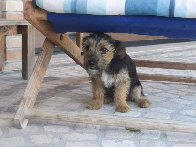 L’AQUILA: ADORABILE CUCCIOLO DI CANE CERCA FAMIGLIA