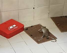 ”TOPI E SCARAFAGGI ALL’OSPEDALE SAN PIO DI VASTO”, LA DENUNCIA SHOCK DEL CONSIGLIERE PIETRO SMARGIASSI