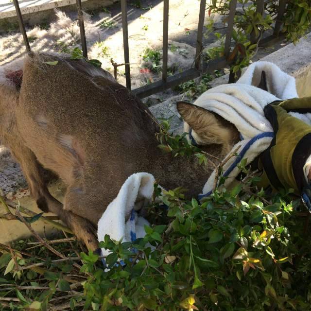 CAPRIOLO INCASTRATO NELLA RECINZIONE DEL CIMITERO A PESCARA
