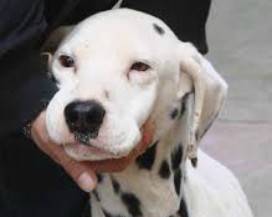 CANE ABBANDONATO SULL’A24: SALVATO DA DUE RAGAZZI