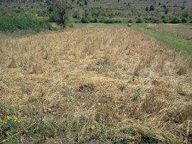 BARISCIANO: PIAGA CINGHIALI DIMEZZA RACCOLTO,”INUTILE L’ABBATTIMENTO SELETTIVO˝