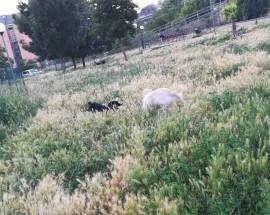 L’AQUILA: DEGRADO PARCO BADEN POWELL, ”PERICOLOSO PER PADRONI E CANI”