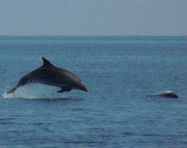 SPETTACOLO A PINETO:  DELFINI NELL’AREA MARINA DI TORRE CERRANO