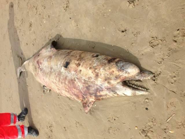 TROVATO MORTO IN SPIAGGIA UN DELFINO LUNGO DUE METRI