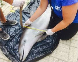 UN DELFINO E UNA TARTARUGA MORTI SULLA SPIAGGIA DI MARTINSICURO