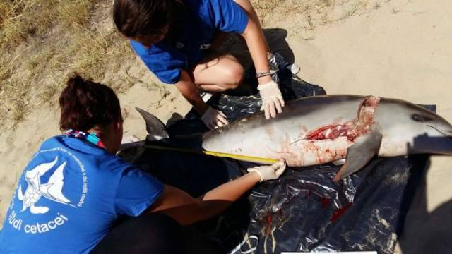 SILVI: RINVENUTO IN SPIAGGIA PICCOLO DELFINO MORTO E MUTILATO DELLA PINNA