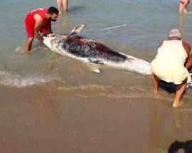 MONTESILVANO: DELFINO MORTO TROVATO SULLA SPIAGGIA, INTERVIENE LA CAPITANERIA