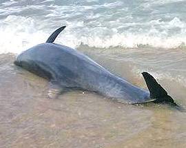 DELFINO MORTO TROVATO SULLA COSTA TERAMANA, IZS INDAGA