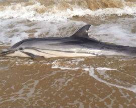 ROSETO: DELFINO SPIAGGIATO, MORTO SOFFOCATO DA RETE DA PESCA