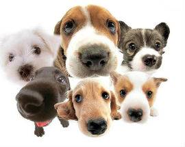 TERAMO: NASCE L’UNITA’ EMOTRASFUSIONALE PER RACCOLTA SANGUE ANIMALI