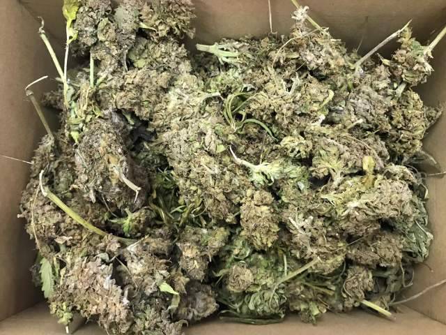 PIANTAGIONE DI CANNABIS SEQUESTRATA A SANT’EGIDIO ALLA VIBRATA
