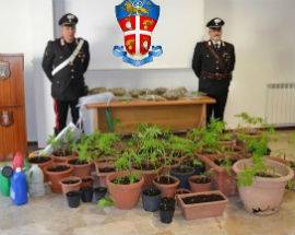 COLTIVAVA MARIJUANA IN CASA ARRESTATO POSTINO AQUILANO