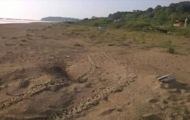 ORTONA: VANDALI CON QUAD SULLA SPIAGGIA, DISTRUTTE UOVA DI FRATINO