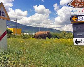 L’AQUILA: ARRIVA IL CIRCO, UN ELEFANTE AL PASCOLO IN PERIFERIA