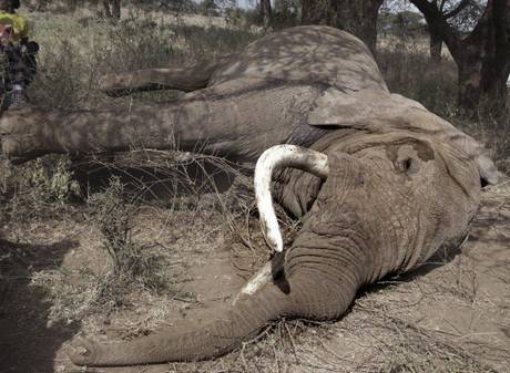 KENYA: ELEFANTI SEMPRE PIU’ A RISCHIO, TERRIBILE STRAGE IN AREA PROTETTA