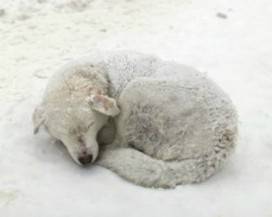 MALTEMPO: ANIMALI A RISCHIO, COME PROTEGGERE DAL FREDDO UCCELLI E RANDAGI