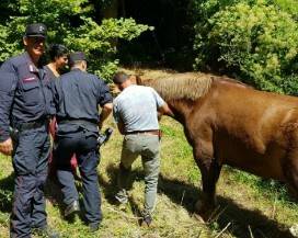 TAGLIACOZZO: SARA’ CURATO IL CAVALLO MALATO CHE PREOCCUPAVA GLI ESCURSIONISTI