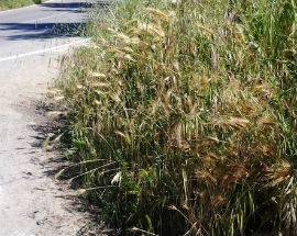 PROVINCIA L’AQUILA: DIRIGENTE IN PENSIONE, STRADE INVASE DALL’ERBA