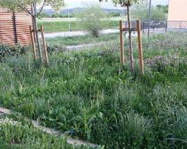 L’AQUILA: ERBA ALTA AL PROGETTO C.A.S.E., ORMAI E’ UNA GIUNGLA