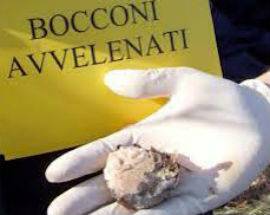 CASTELLAFIUME: STRAGE DI CANI CON BOCCONI AVVELENATI