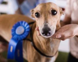 CHIETI: 15 E 16 SETTEMBRE, BIS DI ESPOSIZIONI INTERNAZIONALI CANINE