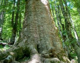 ALBERI MONUMENTALI: REGIONE APPROVA ELENCO, ABRUZZO TRA PRIME 4